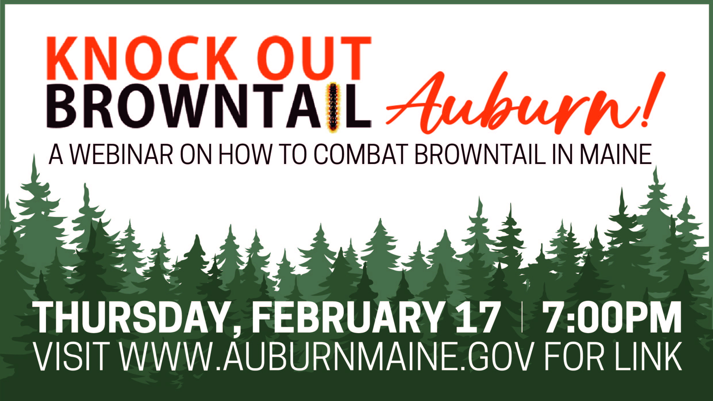 Knockout Browntail Auburn-02